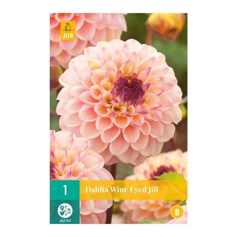 Dahlia Wine Eyed Jill