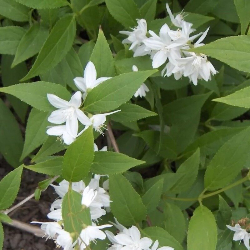 Deutzia gracilis
