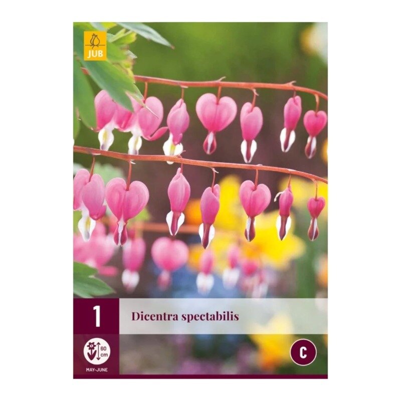 Dicentra spectabilis
