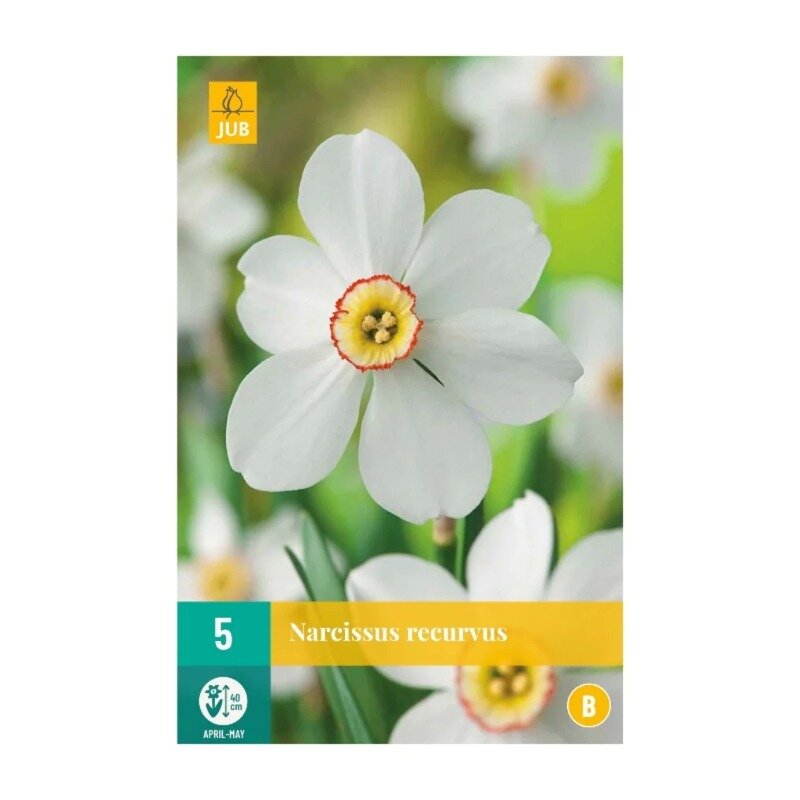 Narcisses recurvus (sachet de 5 pièces)