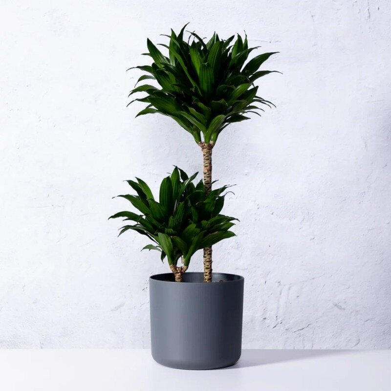 Dracaena deremensis « Compacta »