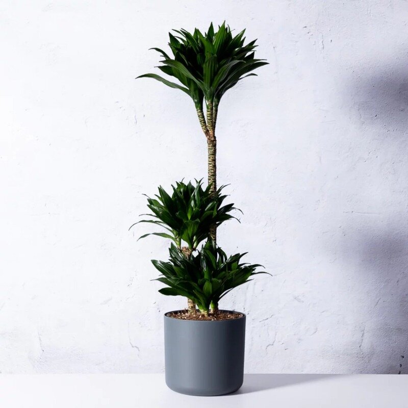 Dracaena deremensis « Compacta »