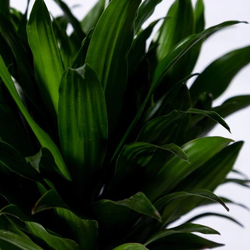 Dracaena deremensis « Compacta »