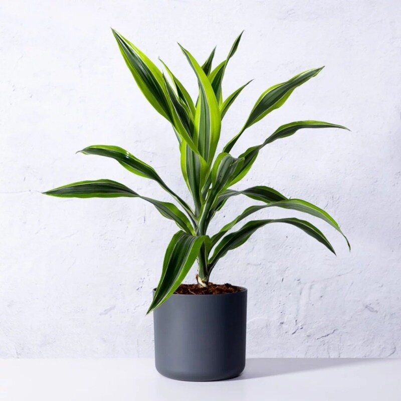 Dracaena deremensis « Lemon Lime »