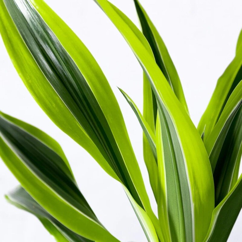 Dracaena deremensis « Lemon Lime »