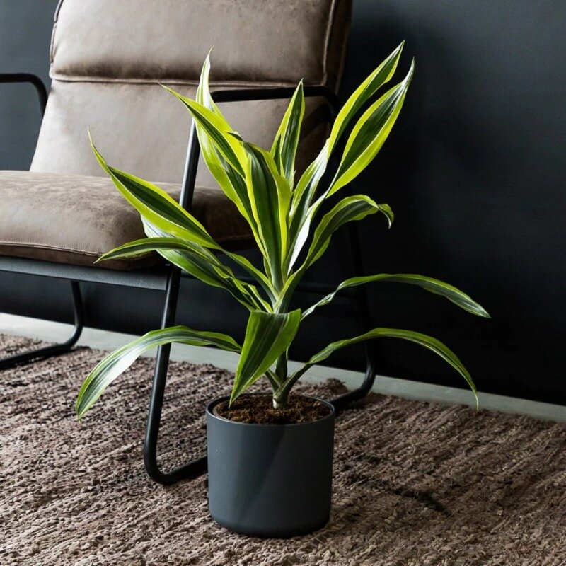 Dracaena deremensis « Lemon Lime »