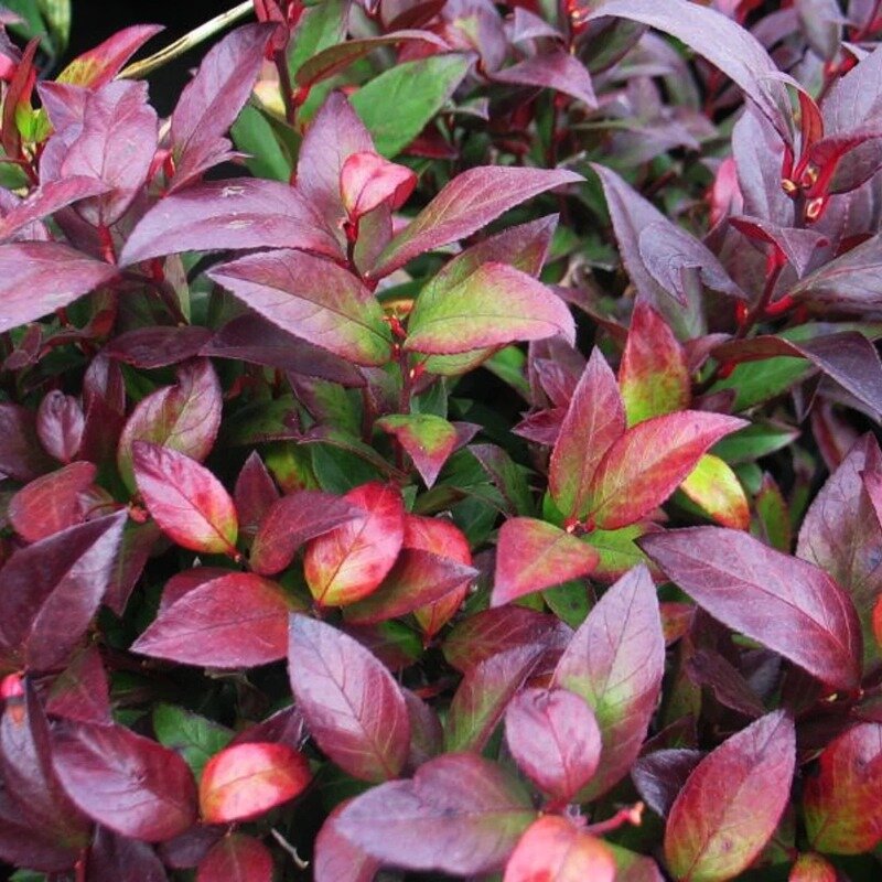 Leucothoé « Zeblid » 