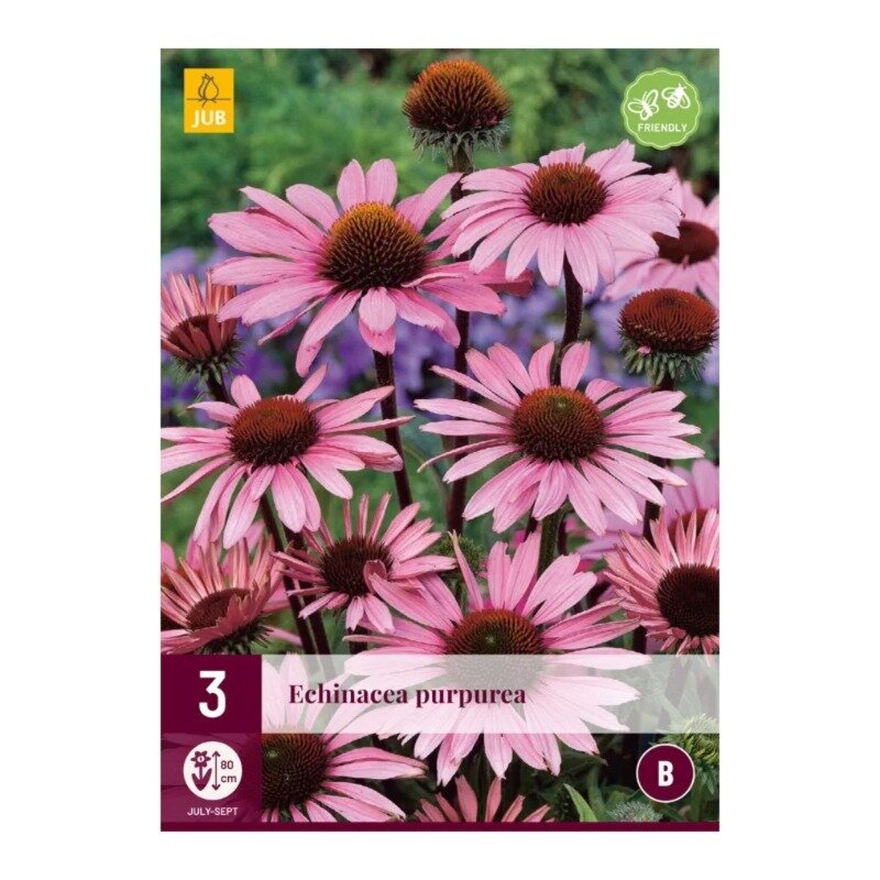 Echinacea purpurea
