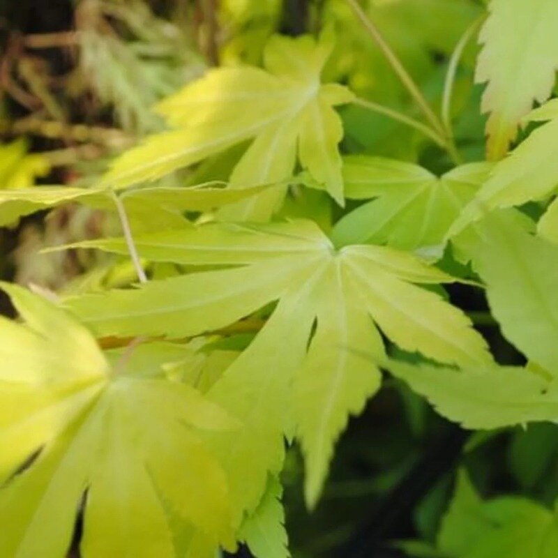 Acer palmatum  « Dissectum » 