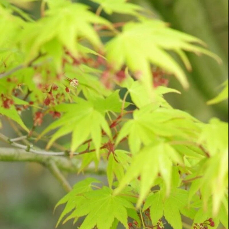 Acer palmatum  « Dissectum » 