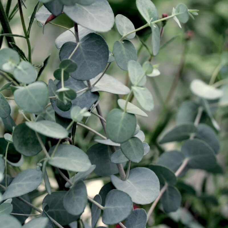 Eucalyptus