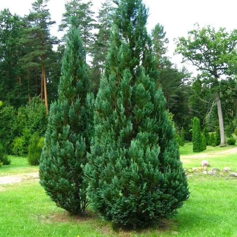 Chamaecyparis lawsoniana « Columnaris » 