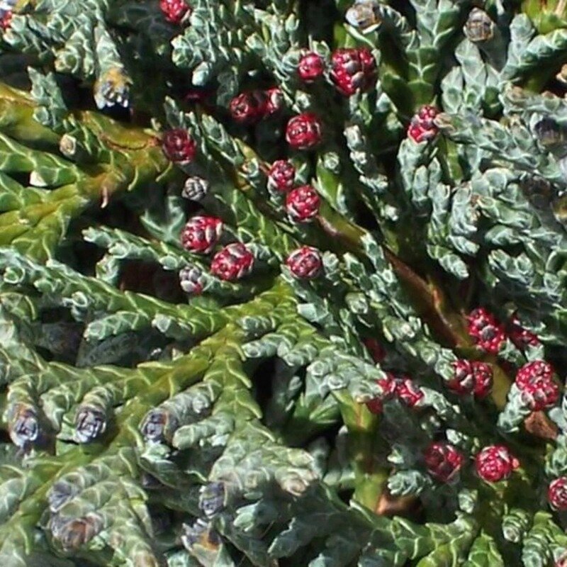 Chamaecyparis lawsoniana « Columnaris » 