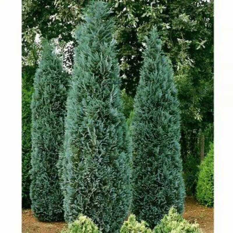 Chamaecyparis lawsoniana « Columnaris » 