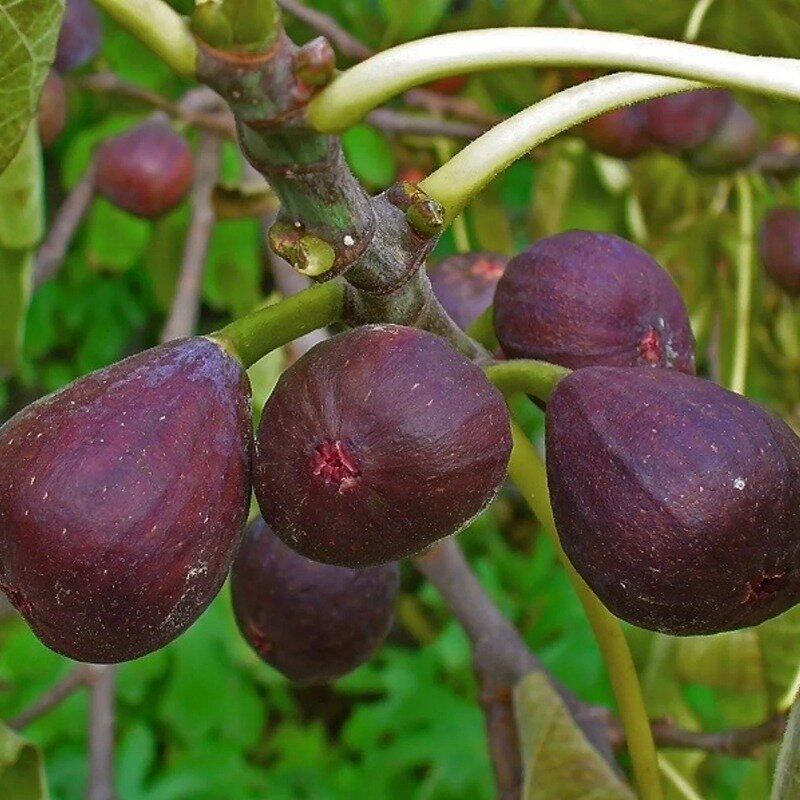 Figuier dans le jardin