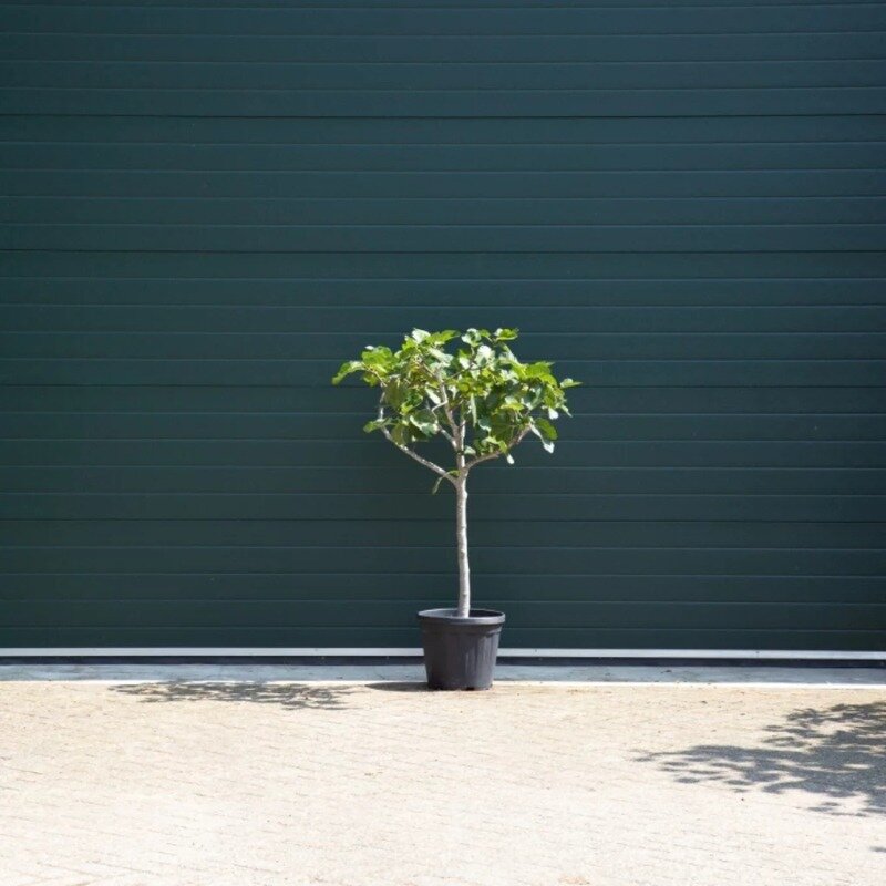 Ficus carica 