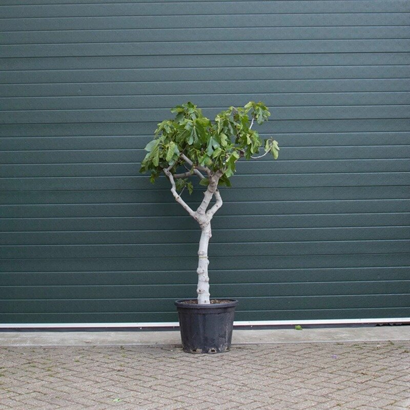 Ficus carica 