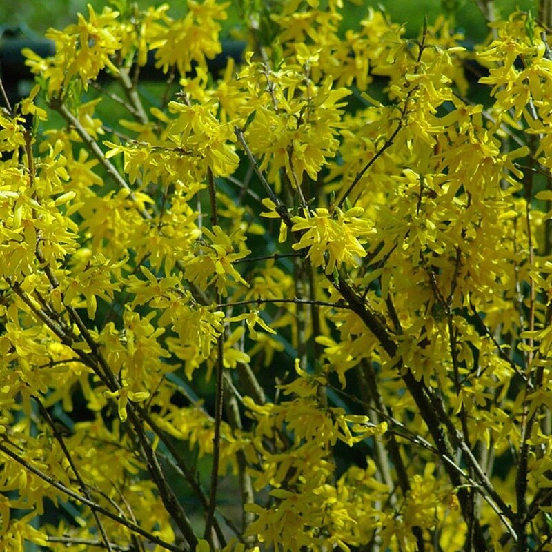 Forsythia « Spectabilis » 