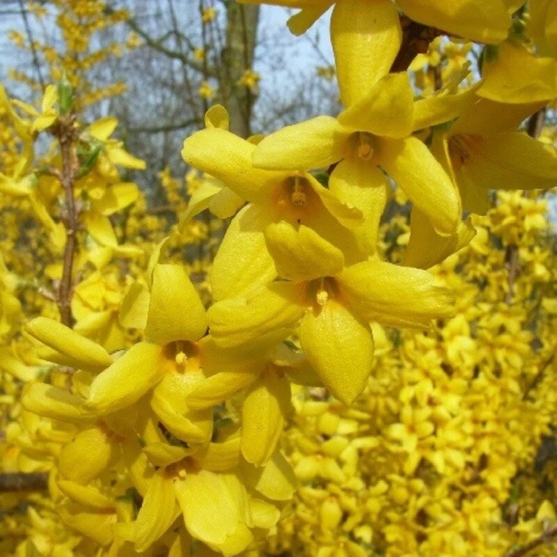 Forsythia « Spectabilis » 