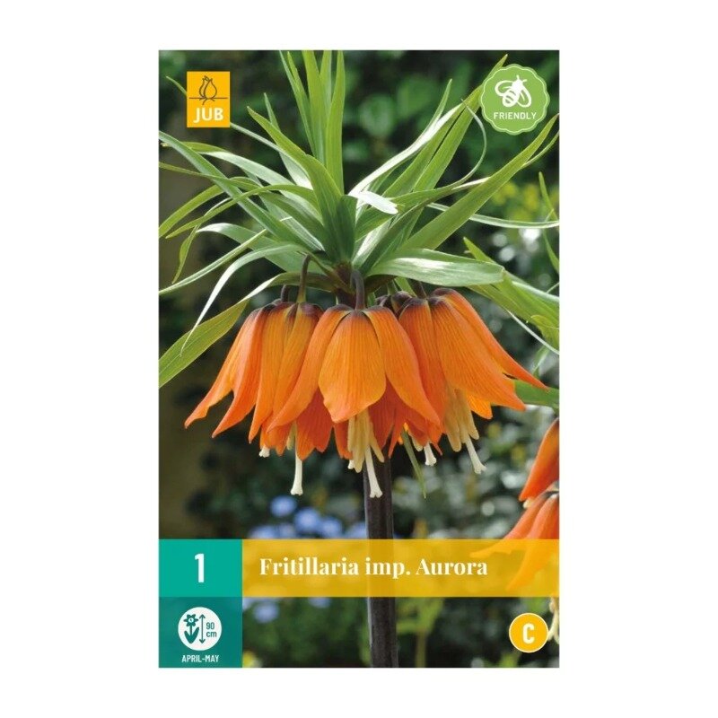 Fritillaria impériale Aurora (sachet de 15 pièces)