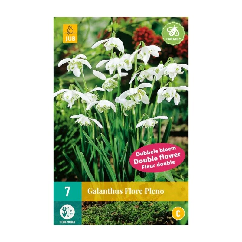 Galanthus Flore Pleno (sachet de 7 pièces)