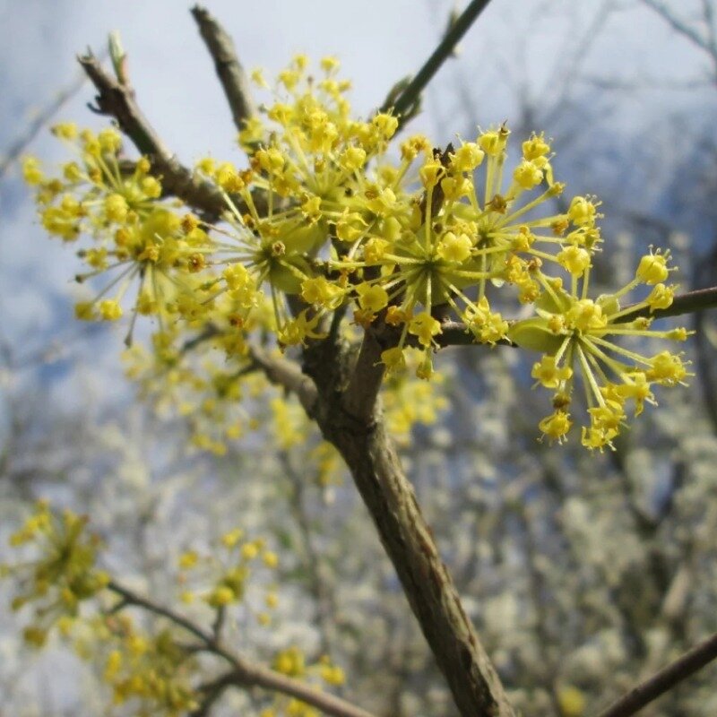 Cornouiller jaune 