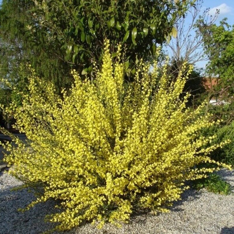 Cytisus scoparius « Vanesse » 