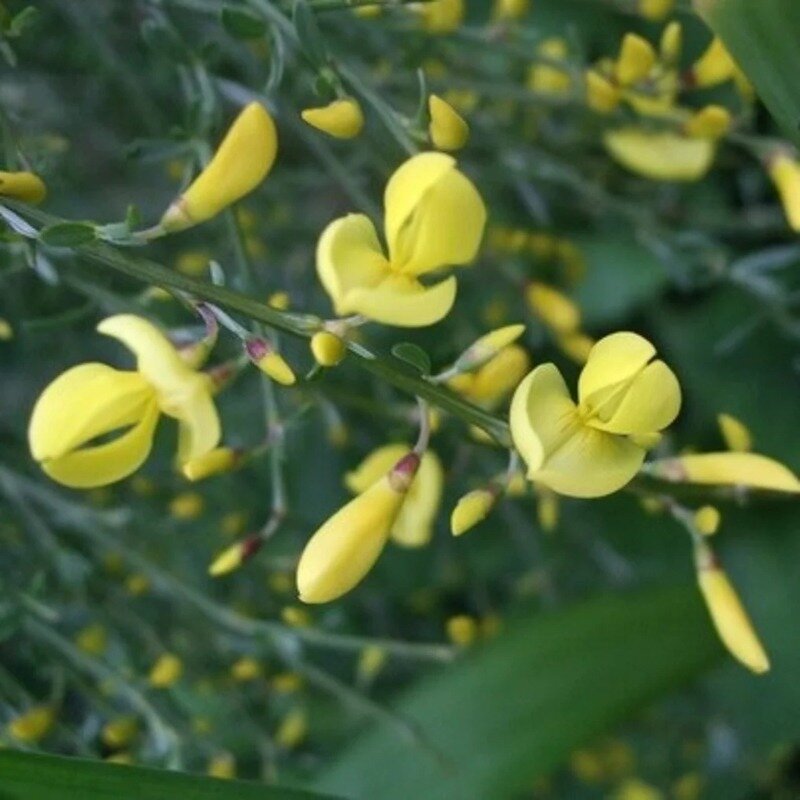 Cytisus scoparius « Vanesse » 