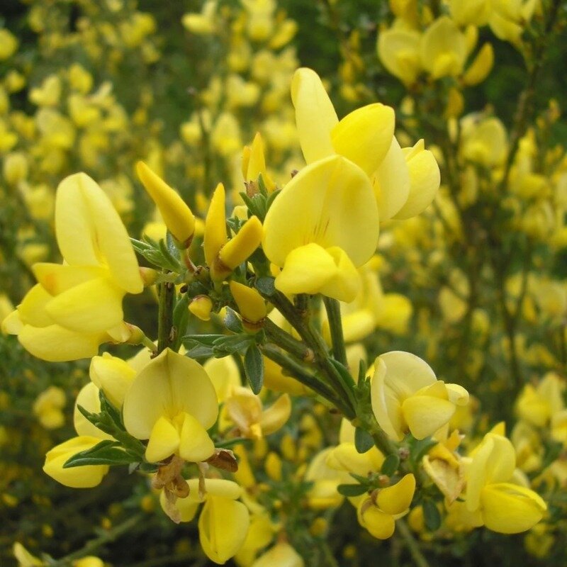 Cytisus scoparius « Vanesse » 