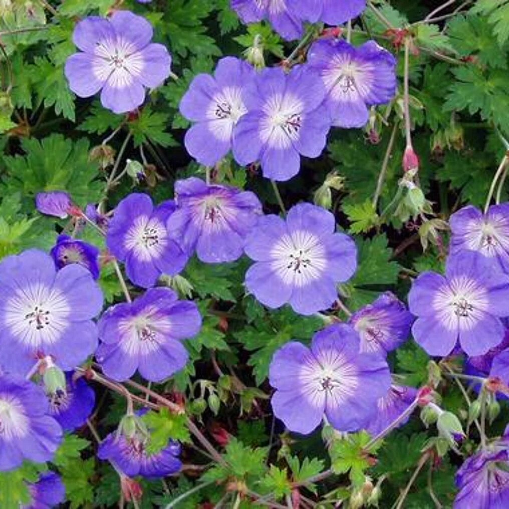 Géranium « Rozanne »  fleurs