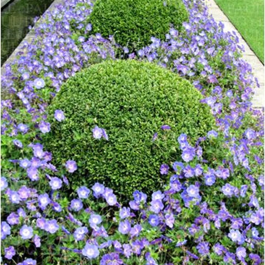 Géranium « Rozanne » dans le jardin