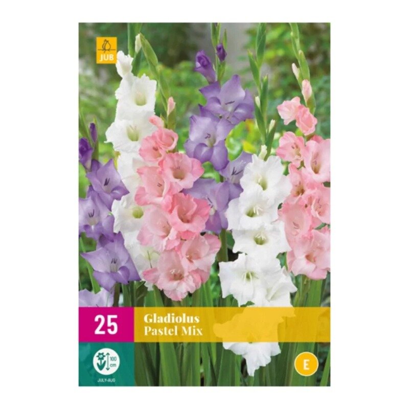 Gladiolus Pastel Mix