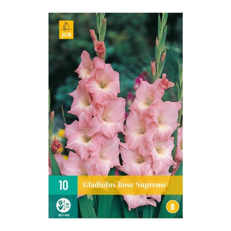 Gladiolus Rose Supreme