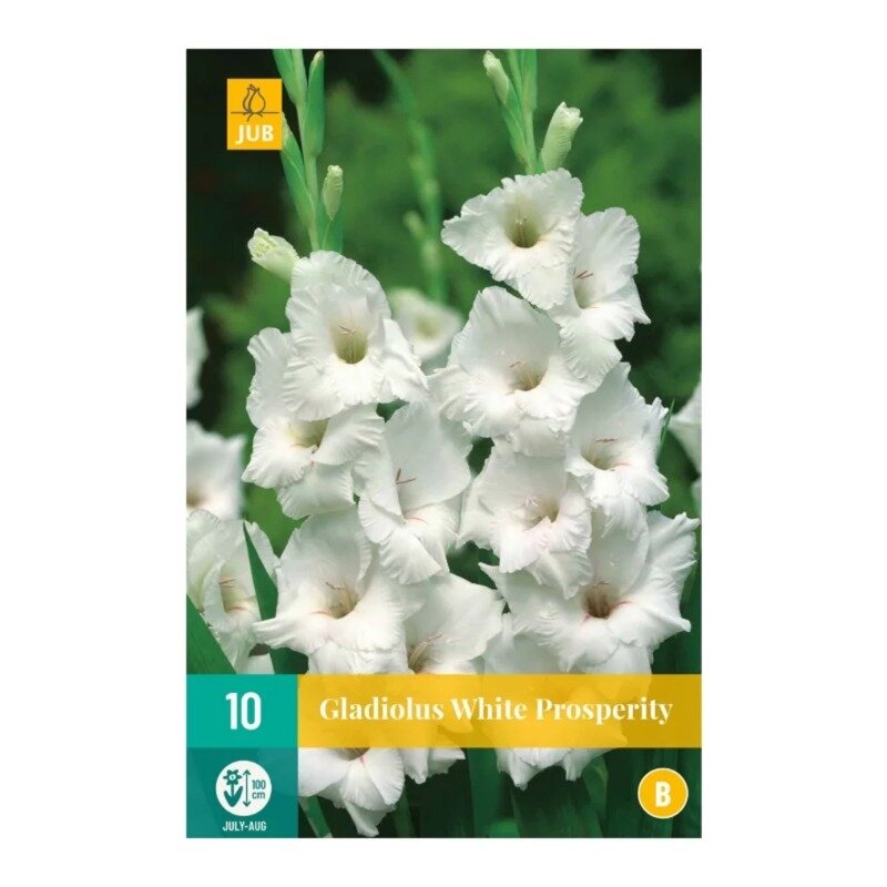 Gladiolus White Prosperity 