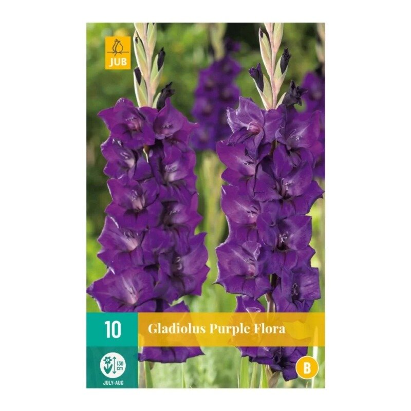 Gladiolus Purple Flora