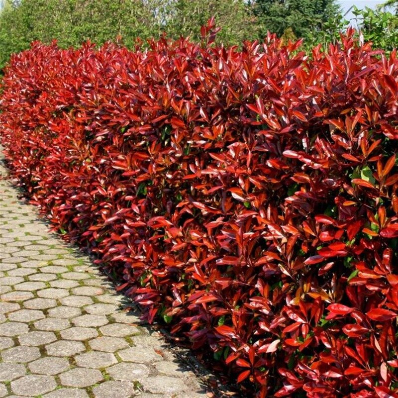 Glansmispelhaag (Photinia fraseri 'Red Robin')