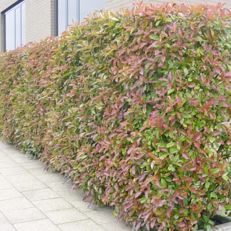 Glansmispelhaag (Photinia fraseri 'Red Robin') haag
