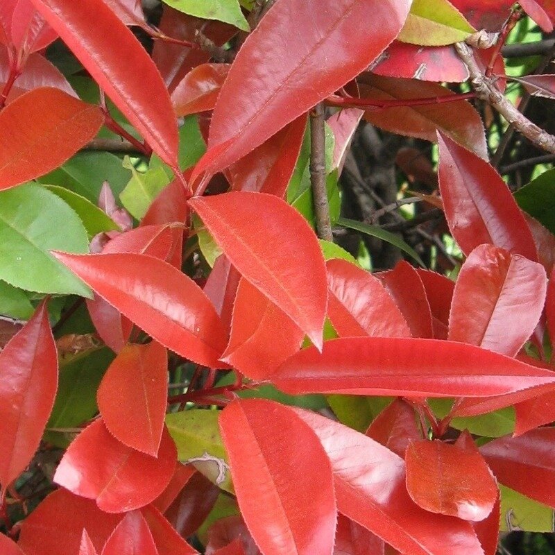 Glansmispelhaag (Photinia fraseri 'Red Robin') haag
