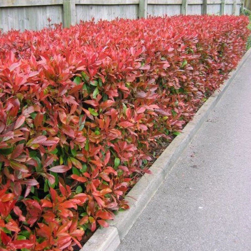 Glansmispelhaag (Photinia fraseri 'Red Robin') haag
