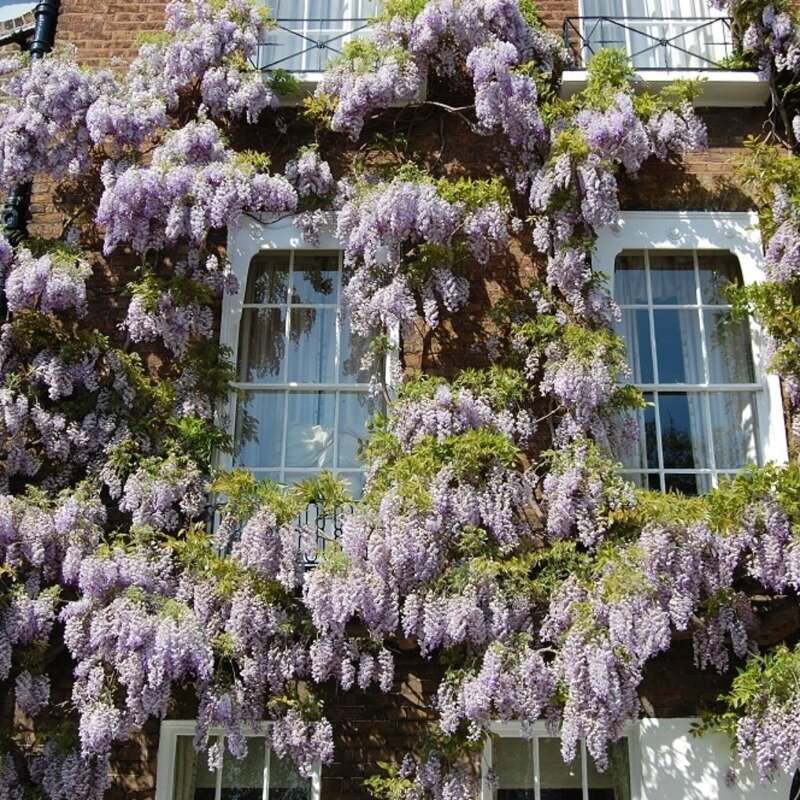 Wisteria chinoise contre une maison