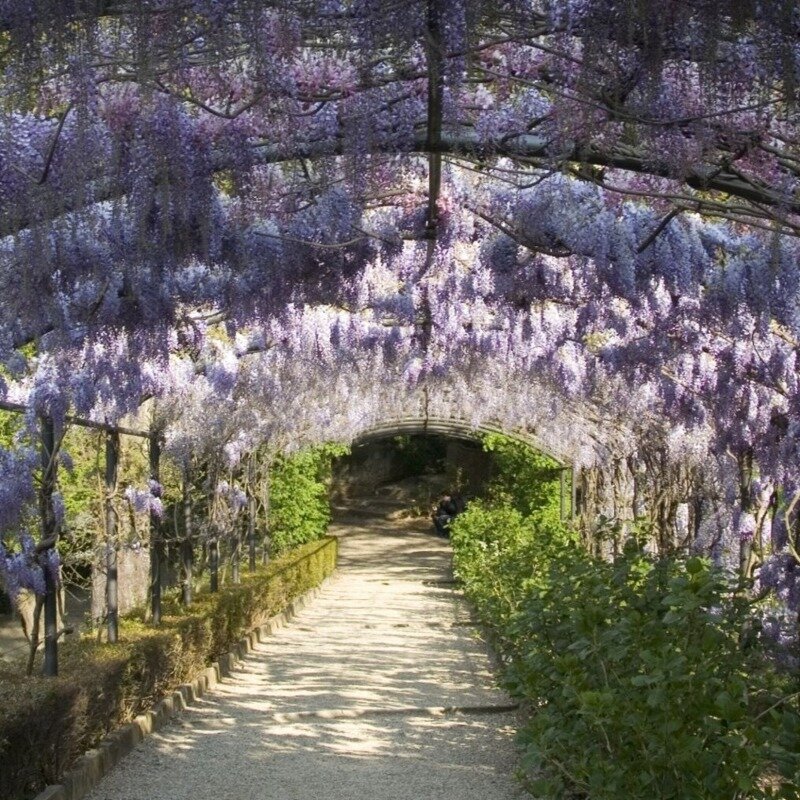 Wisteria sinensis au-dessus d'une pergola