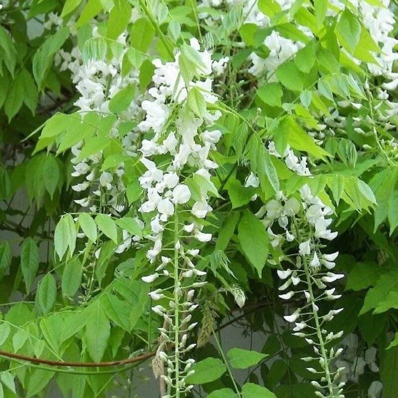 Glycine de Chine blanche 