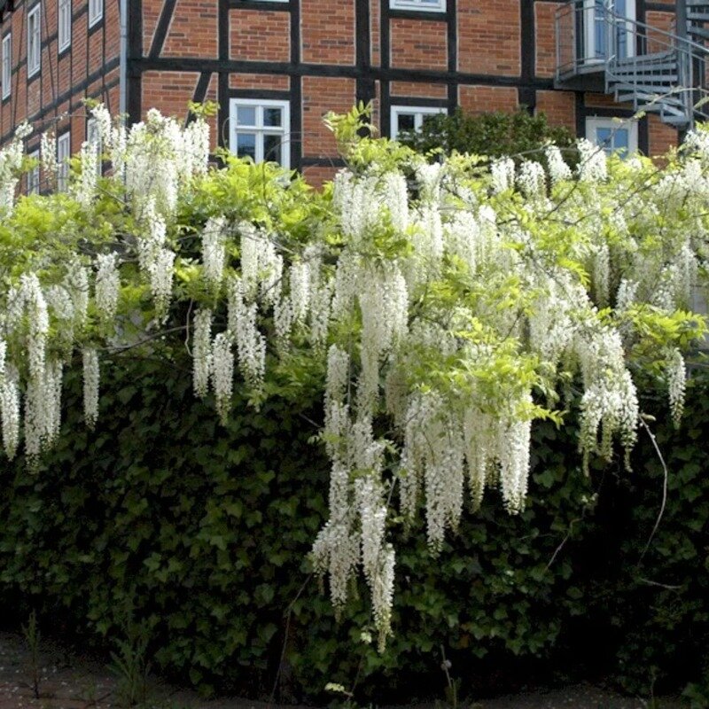 Glycine de Chine blanche 