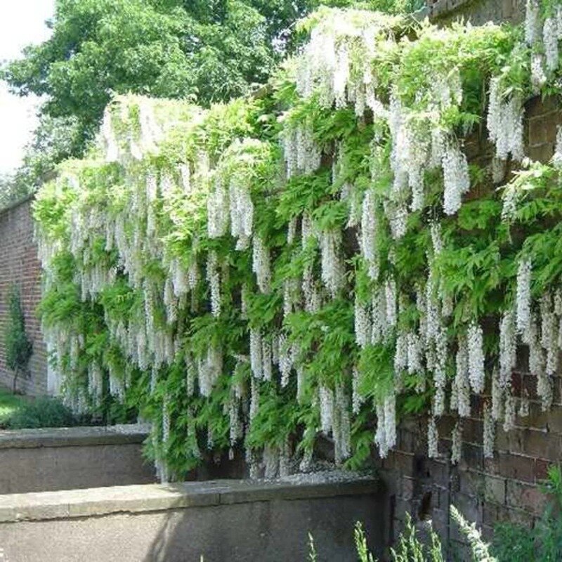 Glycine de Chine blanche 