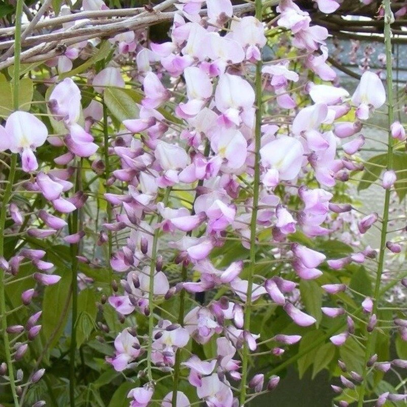 Glycine du Japon 