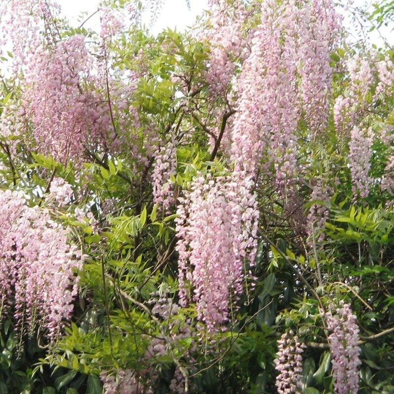 Glycine du Japon 