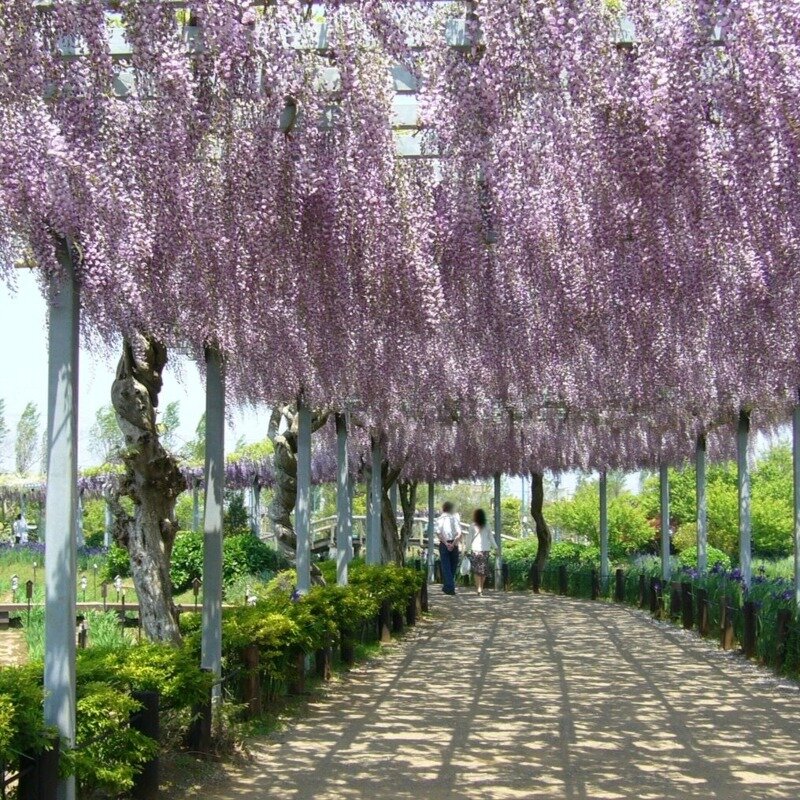 Glycine du Japon 