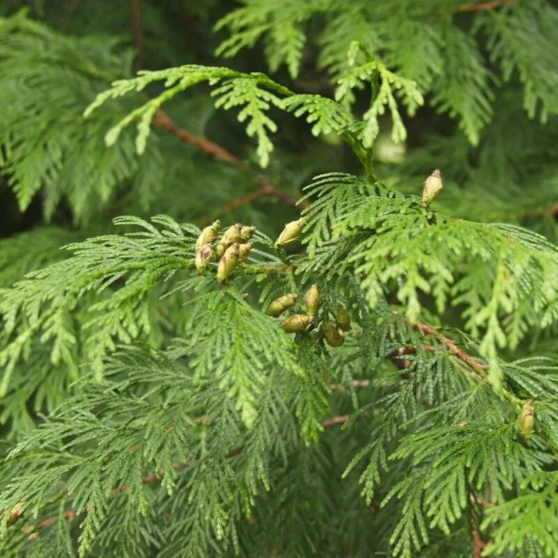 Grand conifère de haie « Excelsa » 