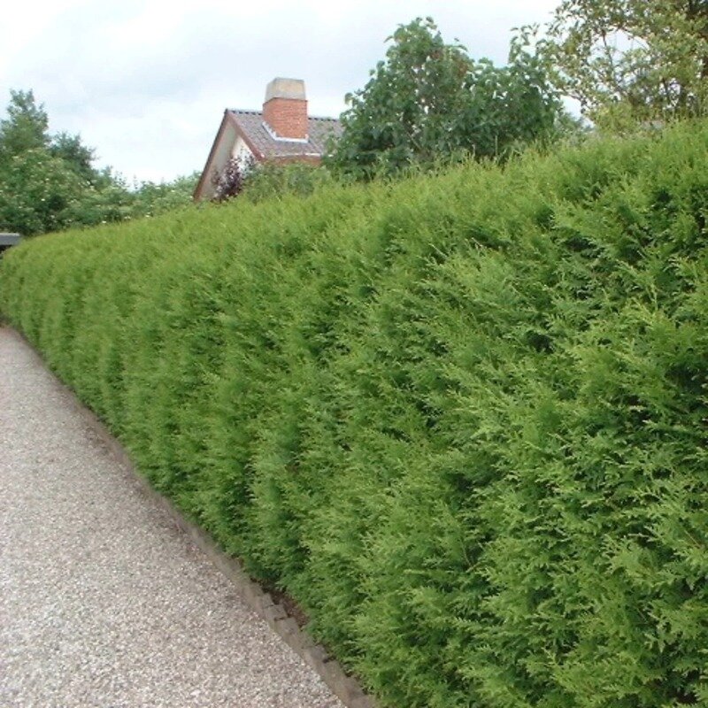 Conifère de haie verte de Thuya « Brabant » 