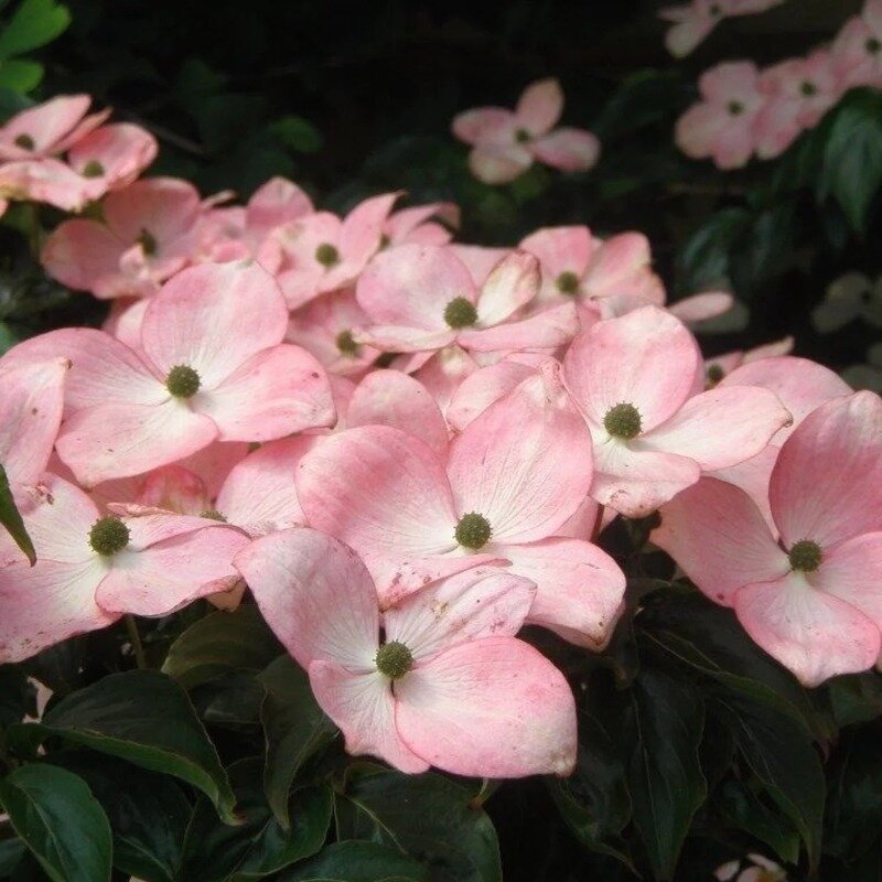 Cornouiller du Japon rose à grandes fleurs 